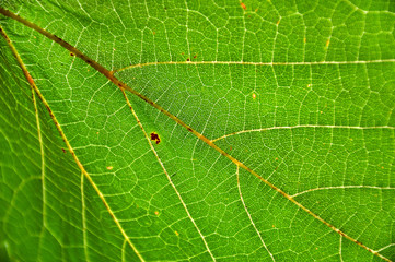 Green leaf macro