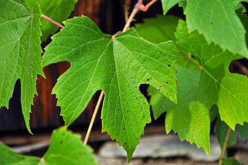 Wooden background with grape leaves