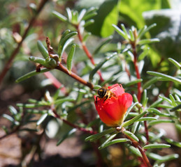 Honey Bee pollinating plant in meadow