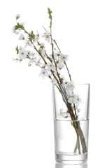 beautiful cherry blossom in vase isolated on white