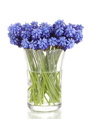 Muscari - hyacinth in glass isolated on white