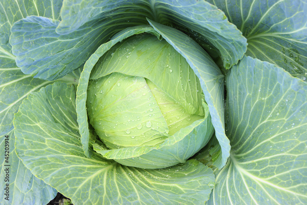 Wall mural cabbage in vegetable garden