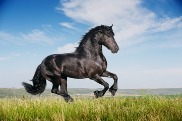 Beautiful black horse running gallop