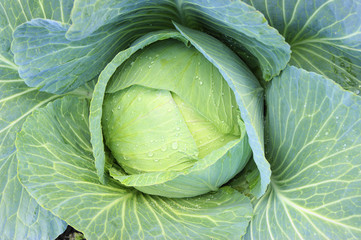 Fototapeta premium Cabbage in vegetable garden