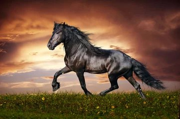 Photo sur Plexiglas Chevaux Trot de cheval frison noir