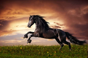 Papier Peint photo autocollant Chevaux Galop de cheval frison noir