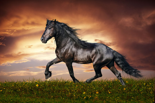 Fototapeta Black Friesian horse trot