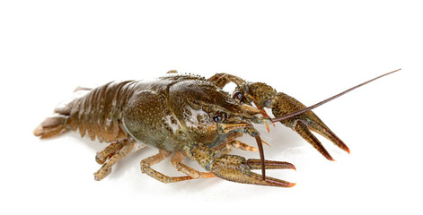 green crawfish isolated on white close-up