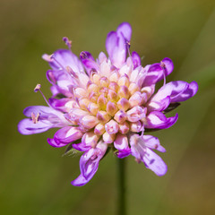 Scabiosa columbaria