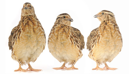 adult quail