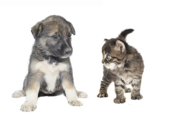 Obraz premium Cute puppy and cat