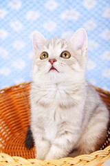 Scottish Straight kitten sitting in basket