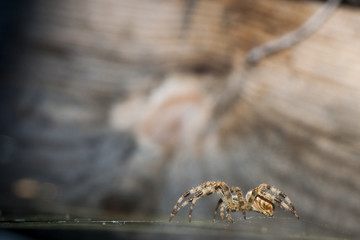 Large Araneus diadematus drabs over its spiderweb