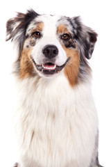 Australian Shepherd sitz