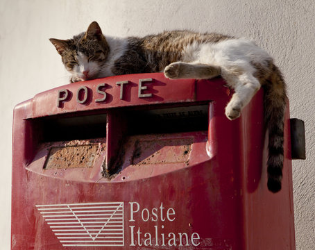 Cat On A Postbox