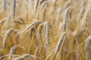 Mature wheat