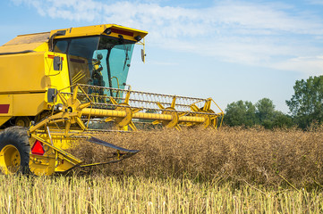 Fototapeta premium Combine harvester