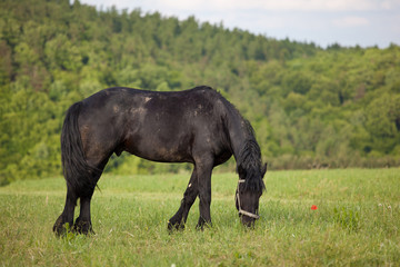 Fototapeta premium Horse