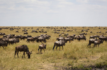 Naklejka na ściany i meble Niebieski wldebeest w Kenii (Connochaetes taurinus)