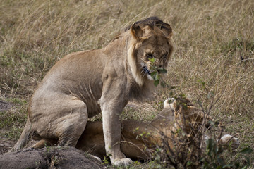 African Lions in Krnya