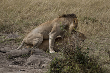 Naklejka na ściany i meble African Lions w Kenii