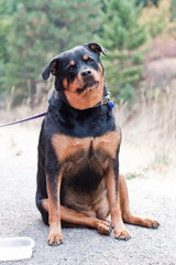 Rottweiler