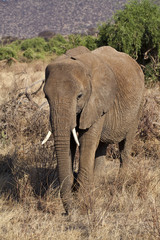 Fototapeta premium African Elephant