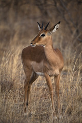 African Antelope