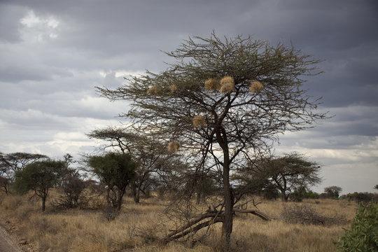 Weaver birds in Kenya