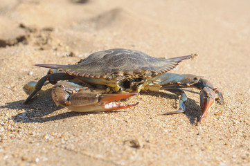 crabs,turkey,beach