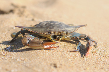 crabs,turkey,beach