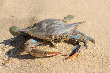 crabs,turkey,beach