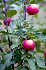 red apples on a branch