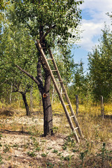 a ladder on a tree