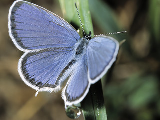 Butterfly Lycaedes on e leaf