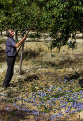 Senior farmer picking plums