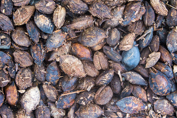 tropical almond seeds a ground fall.