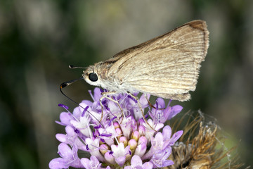 Butterfly on flower