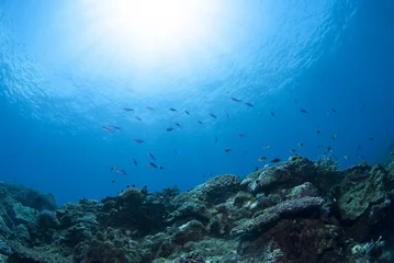 海底の景色 © blueworldsender