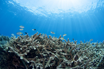 Fototapeta na wymiar 青い海とサンゴと小魚