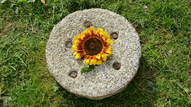 put various harvest time food ingredients on old millstone