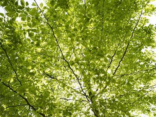 Baum