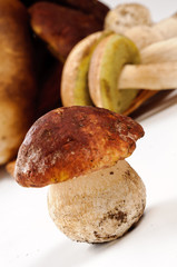 Fungo porcino - porcino mushroom, close-up