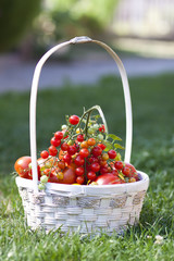 Red and yellow tomatoes in wicker basket on the garden