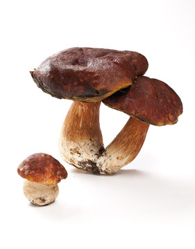 Funghi porcini - porcini mushrooms