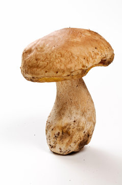 Fungo porcino - porcino mushroom