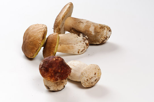 Funghi porcini - Porcini mushrooms