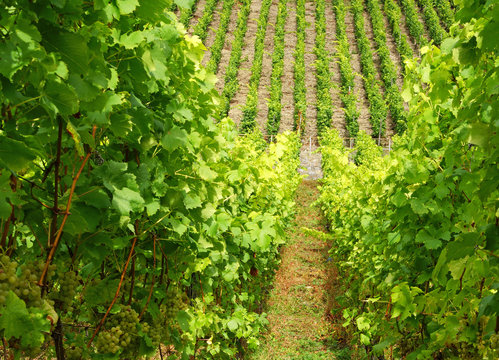 Weinberg mit Weintrauben - Vineyard Summer