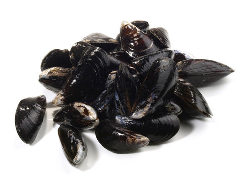 Miesmuscheln - frisch