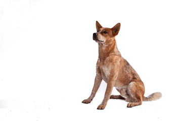 Red Heeler - Australien Cattle Dog